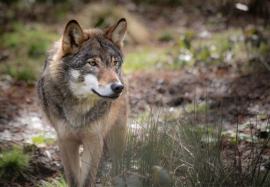 Il lupo a Stupinigi: tutto quello che devi sapere